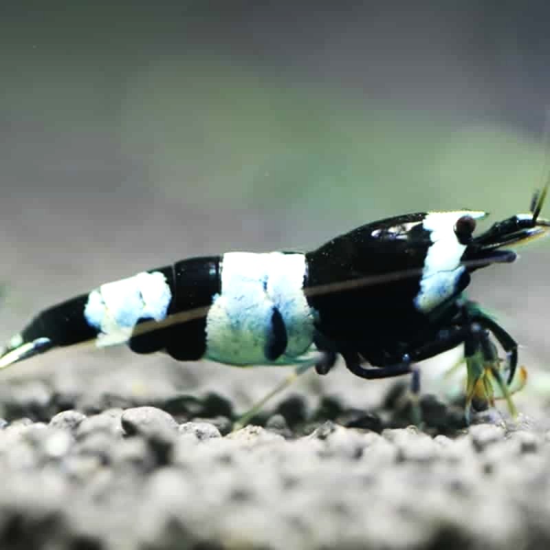 Caridina sp.   Black bee garnaal